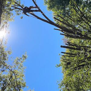 Tennessee Roots Tree Services