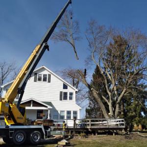 Anstaett's Tree Service