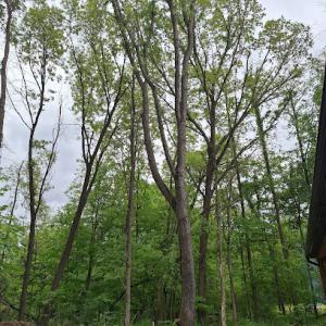 D's Tree Service South Bend