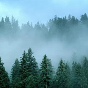 High Country Tree Services - Chris Holmes (Owner)