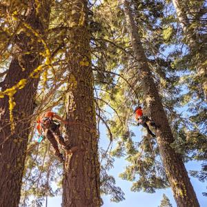 YFR Tree & Land Management