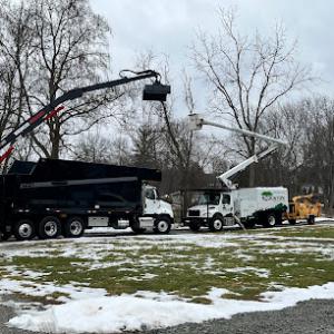 Stockton Tree Service