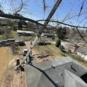 Viktor's Tree Service