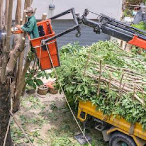 Big Easy Tree Removal: New Orleans Tree Service & Stump Grinding Company