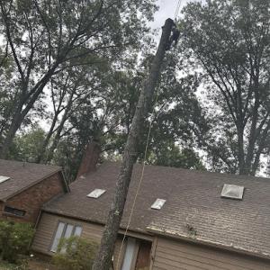 Austin Tree & Lawn Care