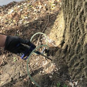 Shoreline tree preservation