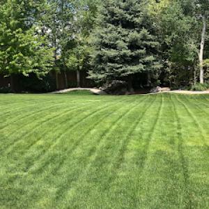 My Guy Pest & Lawn Solutions