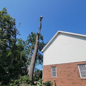 Hernandez Tree Services