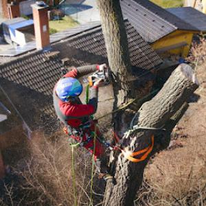 Pewaukee Tree Care