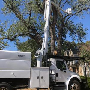 Jose’s Tree Service