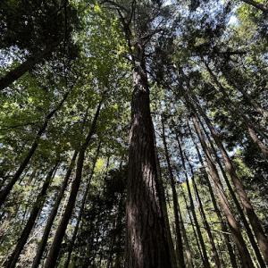 Mosley’s Stump Grinding