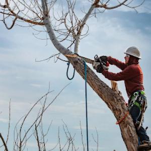 Field’s Tree Service