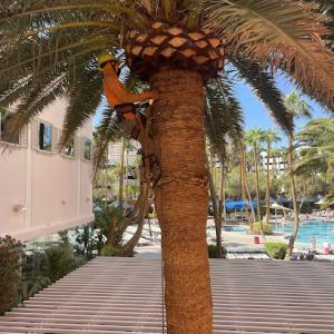 Pahrump Valley Tree Pros