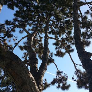 R-tisan Tree Service