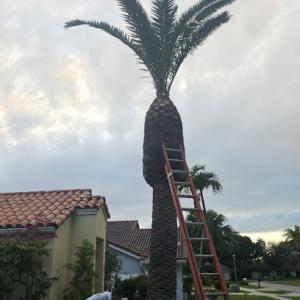 Lightning Tree Service