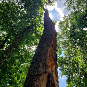 Israel Landscaping & Tree Services