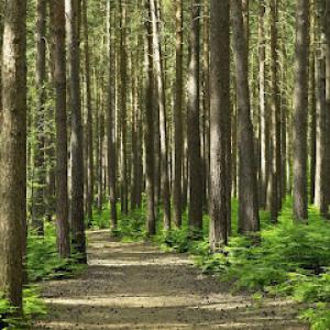 Rich Ley & Company Tree Service