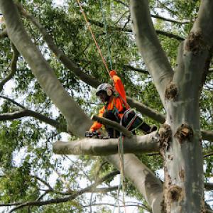 Hana Hou Tree Care
