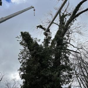 The Tree Service