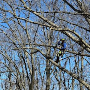 Sticks Tree & Trimmings