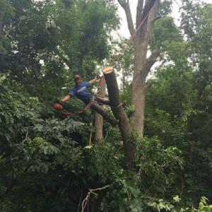 Trees Above Lawns Below