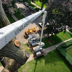 Vineland Tree Care