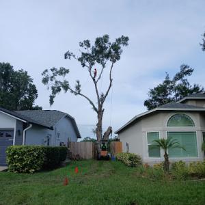 JC Tree & Stump