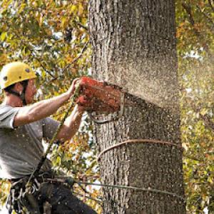 Junker Tree Service