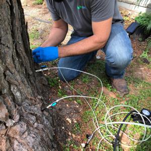 Valley Ranch Arborist & Tree Service