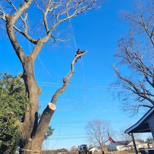 Altitude Tree Service
