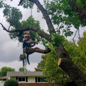 Koalatee Tree Service