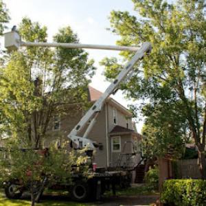 Joe's Complete Tree Service