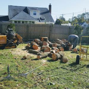 Arbor Care Tree Service