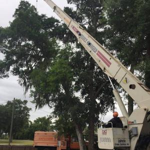 Cat 5 Tree Service