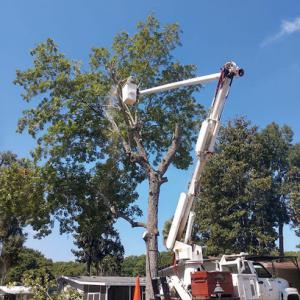 Branch Out Tree Service