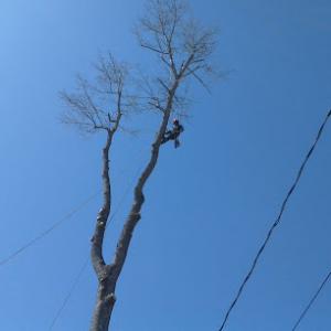 DTR Tree Service