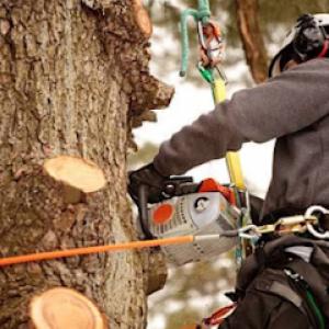 New Leaf Tree Service