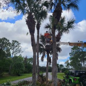Jupiter Tree Care