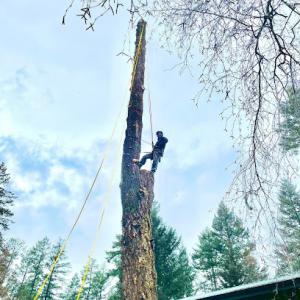 Kingdom Tree Service