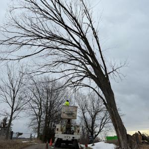 ReLeaf Tree Services & Landscaping