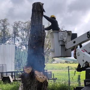 Berserker Tree & Landscape Service