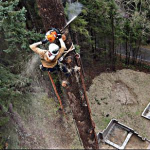 Dreyers Tree Service