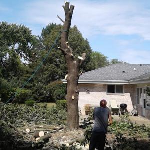 K. L. Tree Care & Removal