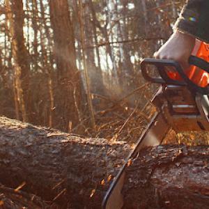 Longview Tree Service