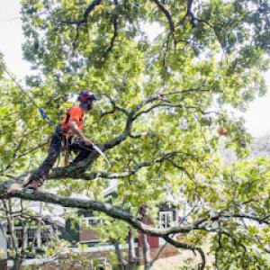 Nick Dwyer Tree Care
