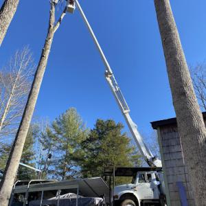 GTZ Tree Service
