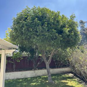 Tree Service San Diego