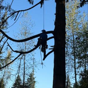 Nw tree care/services