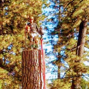 Washington Tree Climbers