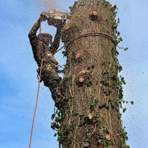 Bayview Tree Care